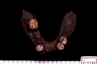 藏品(南猿成年左下頜(模))的圖片